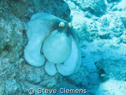 Caribbean Reef Octopus. This guy wasn't shy at all.  by Steve Clemens 